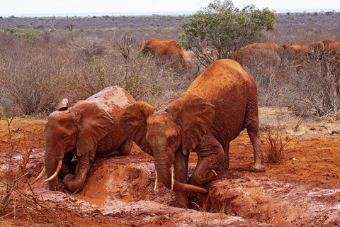 Nairobi: 3-dniowe niesamowite safari Amboseli i Tsavo West