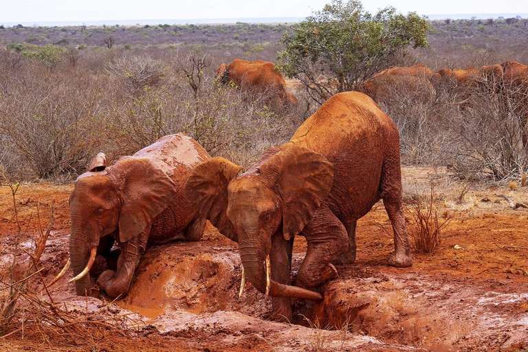 Mombasa: Übernachtungssafari nach Tsavo Ost vom Diani Beach aus