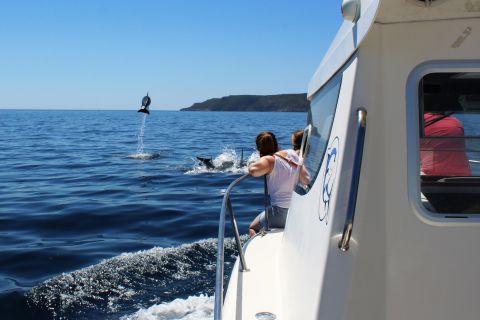 Vanuit Sesimbra: boottocht dolfijnen spotten Arrábida
