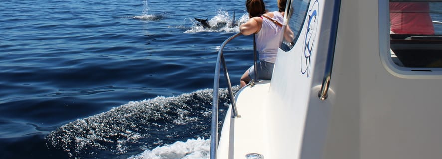 From Sesimbra: Arrábida Dolphin Watching Boat Tour