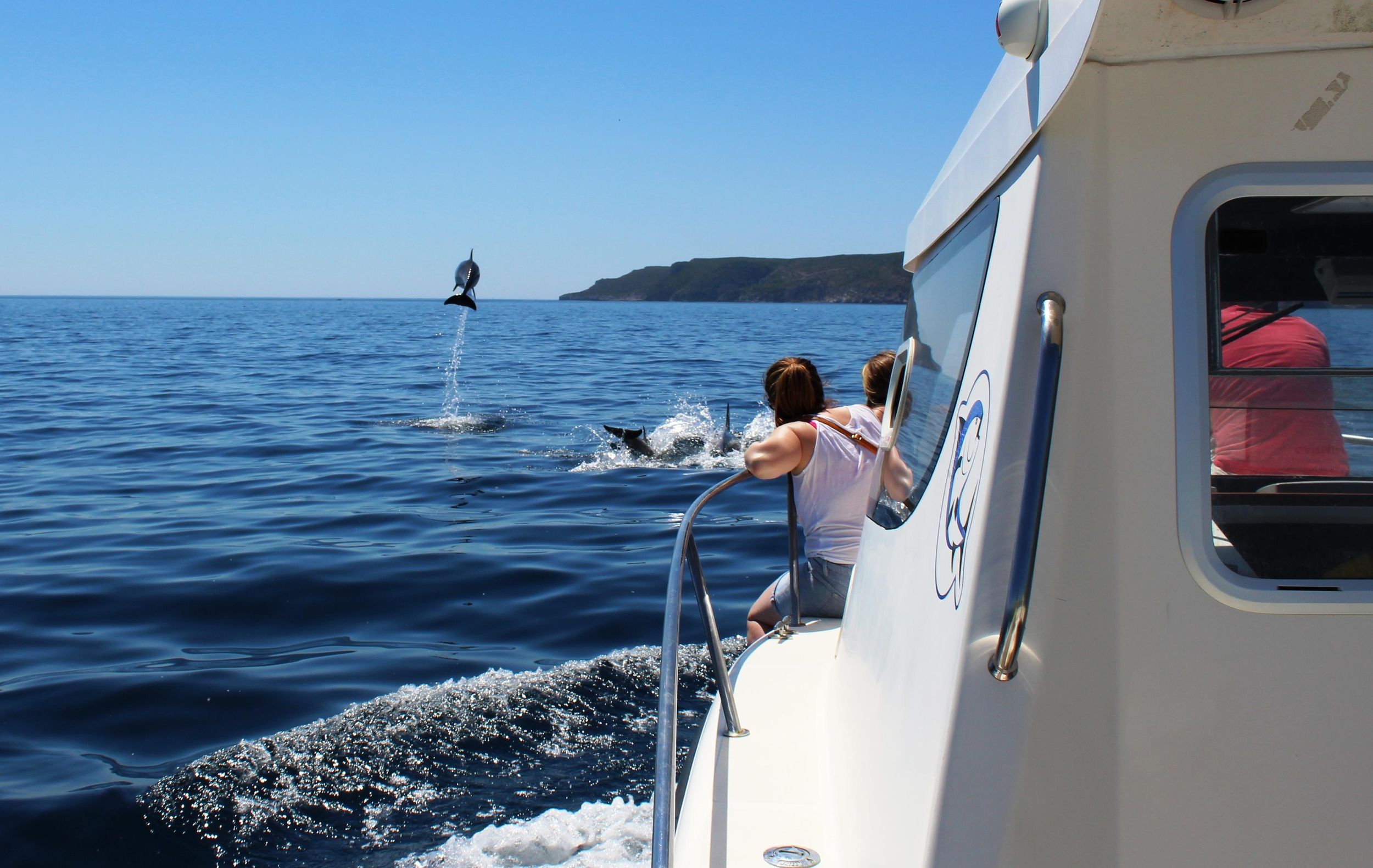 Ab Sesimbra: Arrábida Dolphin Watching Bootstour