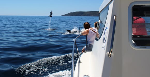From Sesimbra: Arrábida Dolphin Watching Boat Tour