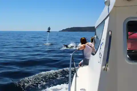 Depuis Sesimbra : tour en bateau pour observer les dauphins de l'Arrábida