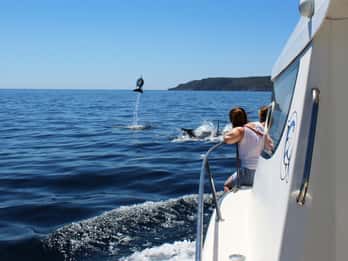 Desde Sesimbra: Arrábida Tour en barco para avistar delfines