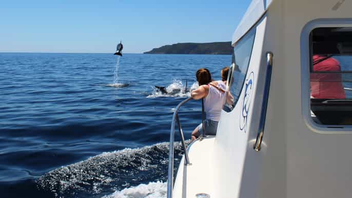 de sesimbra croisière d’observation des dauphins