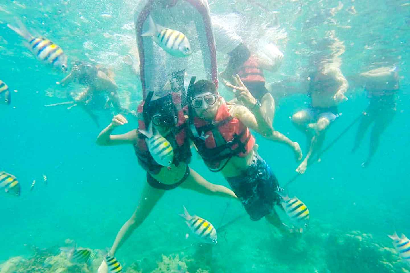explore the marine biodiversity of the caribbean sea