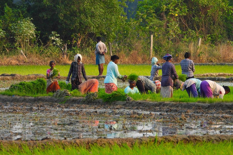 Bentota Village Tour, Fluss-Safari mit Westcoast