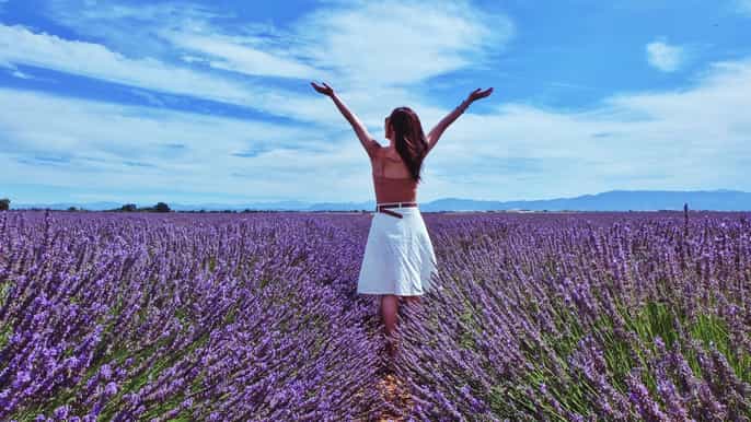 lavender fields halfday sault tour from avignon