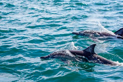 From Loreto: Coronado Island Snorkel