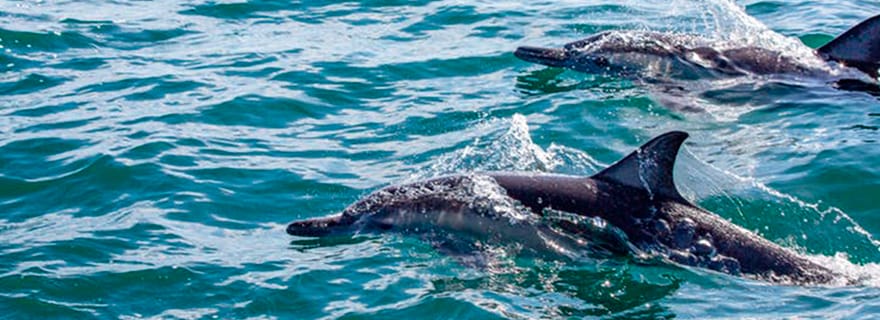 Depuis Loreto : Plongée en apnée sur l'île de Coronado