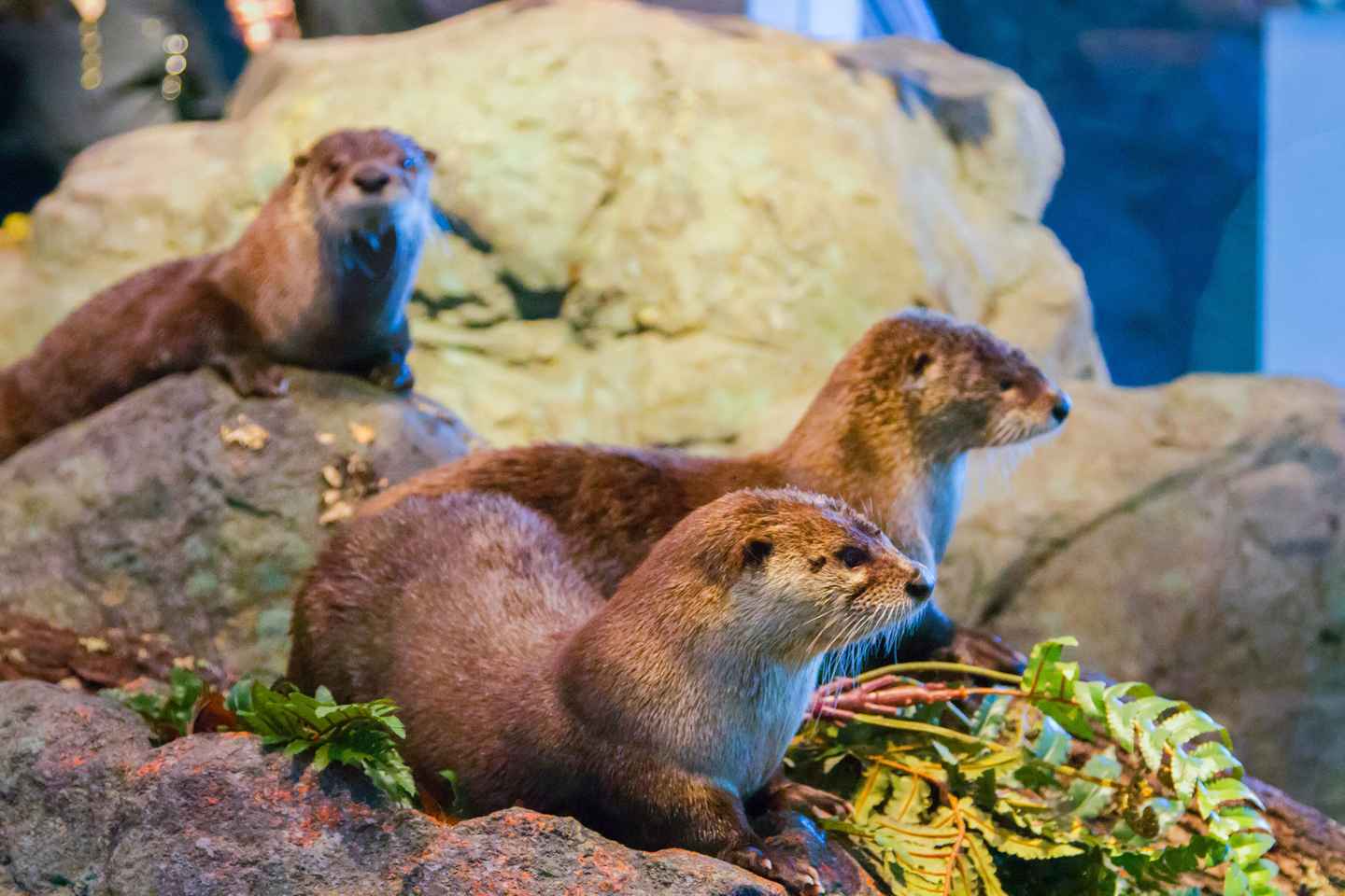 san francisco: aquarium of the bay general admission ticket