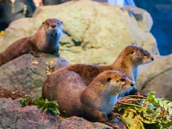 Aquarium of the Bay: Ticket Aquarium of the Bay: Ticket