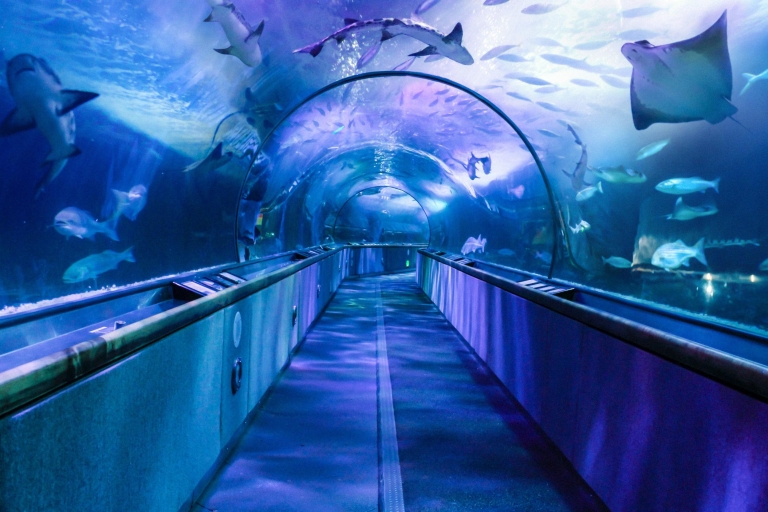 Aquarium of the Bay : billet d'entrée général