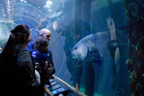 Aquarium of the Bay: Ticket