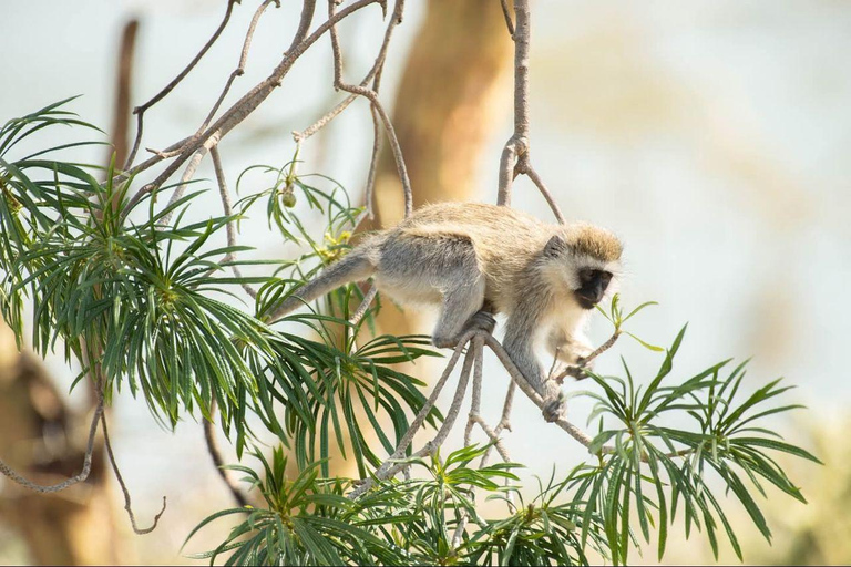 Nairobi: Crescent Island Sanctuary Day Trip with Lunch Nairobi: Crescent Island Sanctuary private day Trip