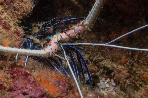 Pigeon Island Snorkeling Tour from Uppuveli Beach