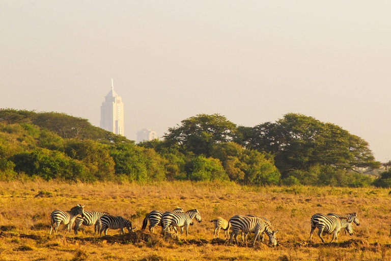 Nairobi: Sunrise Game Drive d'une demi-journée dans le parc national de NairobiLecteur de demi-journée au lever du soleil: frais de parc non inclus