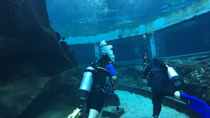 from waikiki oahu adventure tour with shark encounter
