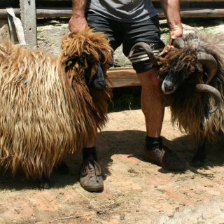 Bansko: Rare Bulgarian Pets Experience