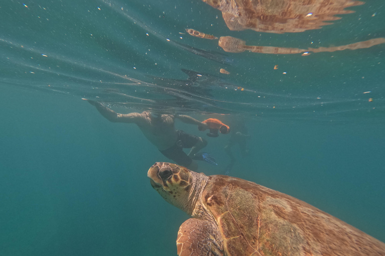 Pafos: Wycieczka skuterem morskim na obserwację żółwi i snorkelingPafos: Wycieczka skuterem morskim na oglądanie żółwi i snorkeling