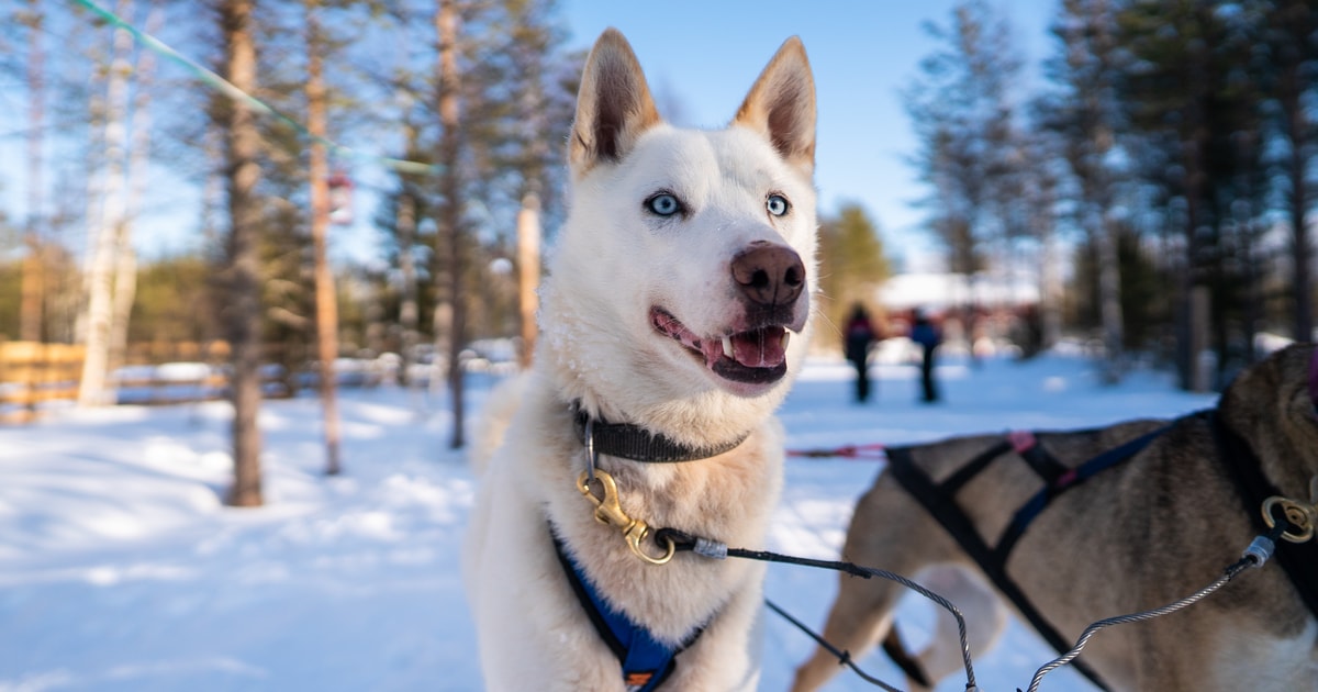 husky dog farm