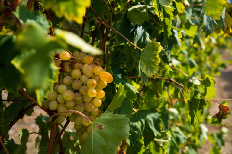 Ab Dubrovnik: Tour ins Konavle-Tal mit Weinprobe