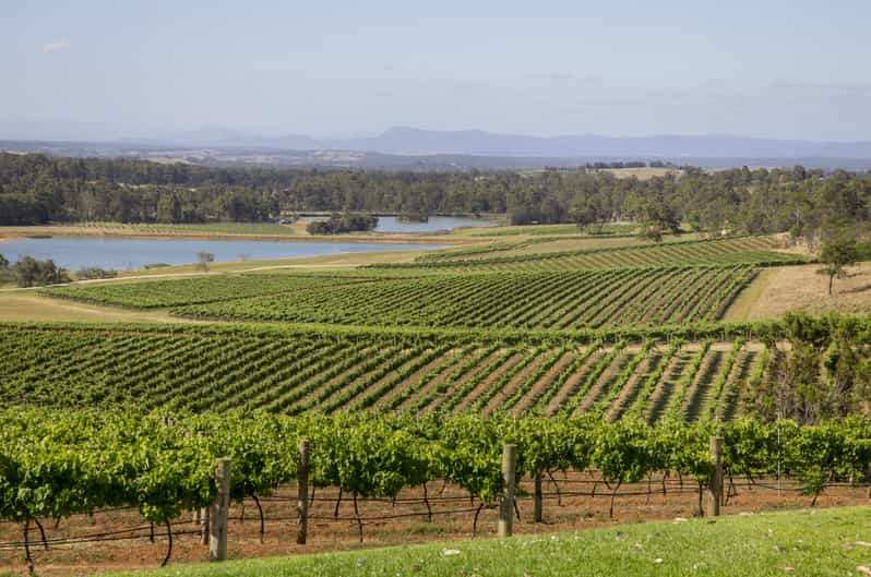 Hunter Valley: Wine Tour with 3 Tastings and Garden Lunch | GetYourGuide