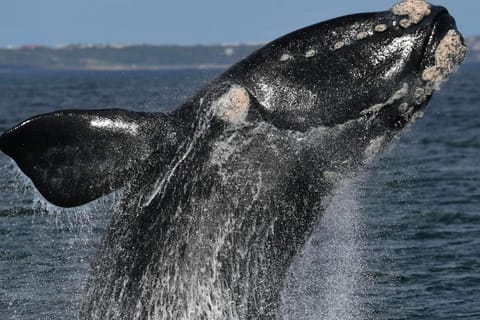 Cape Town: Hermanus Whale Watching with Free Pickup and Drop-off