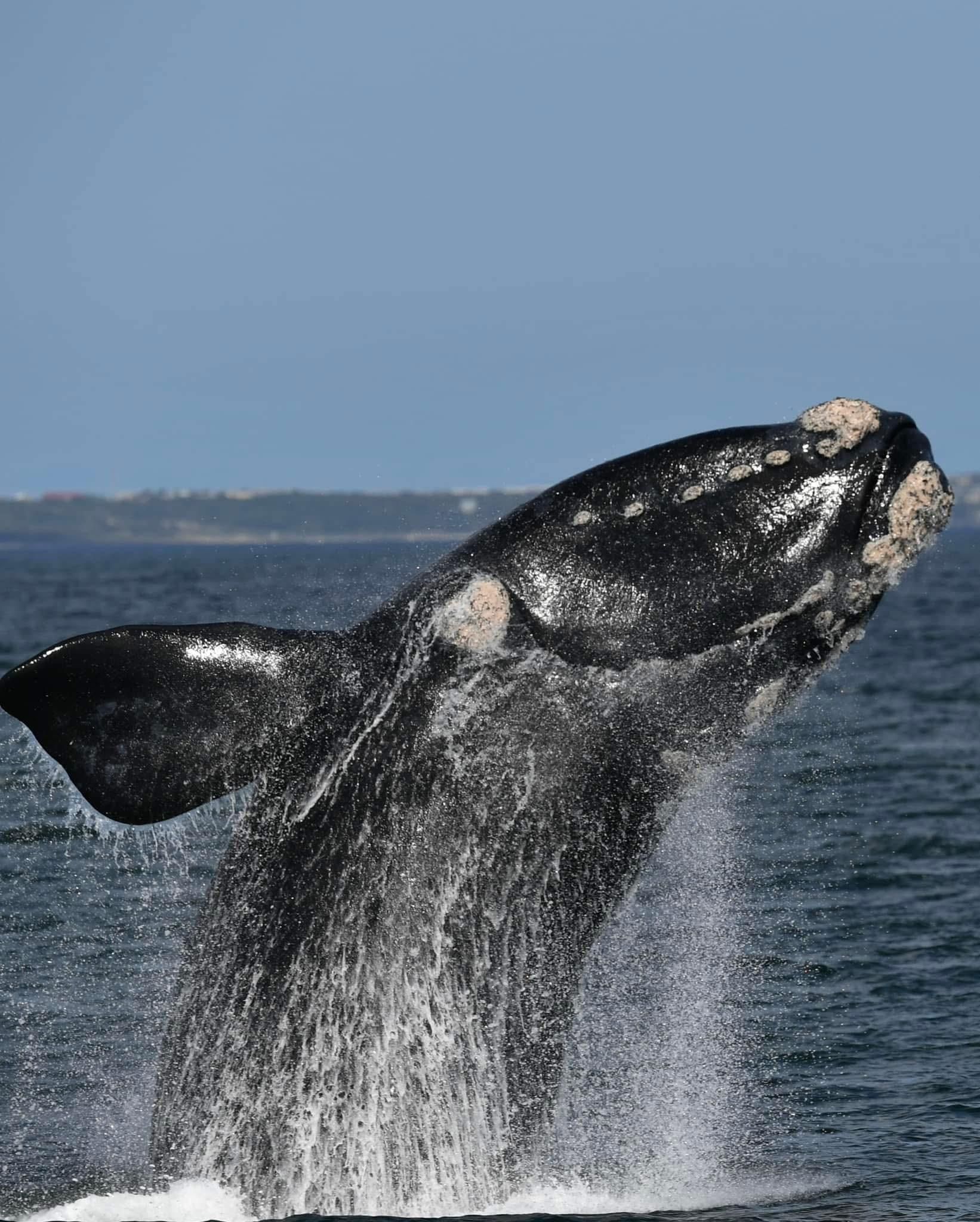 Whale-Watching-Tour: von Kapstadt nach Hermanus – Abholung inklusive