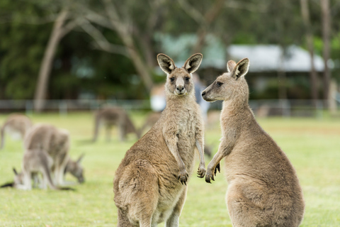 Melbourne to Adelaide: 2-Day Overland Explorer TourPrivate Double or Twin Room