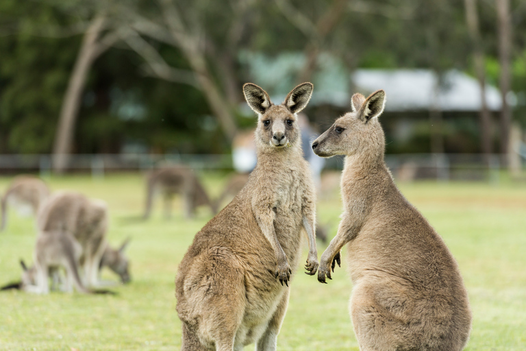 Da Melbourne ad Adelaide: tour esplorativo di 2 giorni via terraCamera singola privata