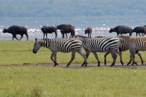 Desde Nairobi: safari de día completo en el parque nacional del lago Nakuru