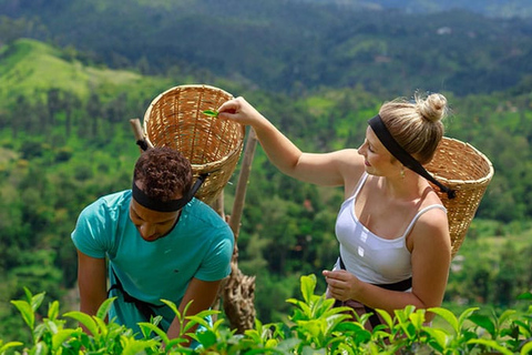 Desde - Induruwa / Maha Induruwa / Kosgoda Excursión de un día a Ella