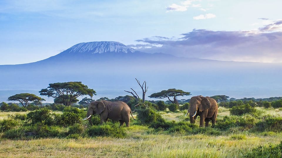 From Nairobi or Mombasa: Amboseli National Park 3-Day Tour | GetYourGuide