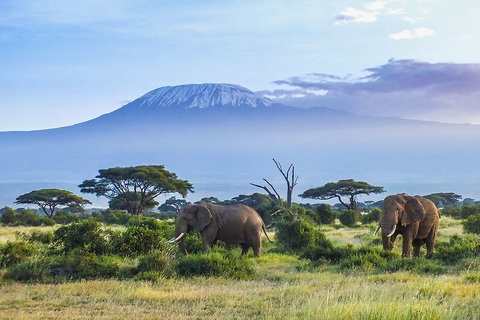 Z Nairobi lub Mombasa: 3-dniowa wycieczka do Parku Narodowego Amboseli