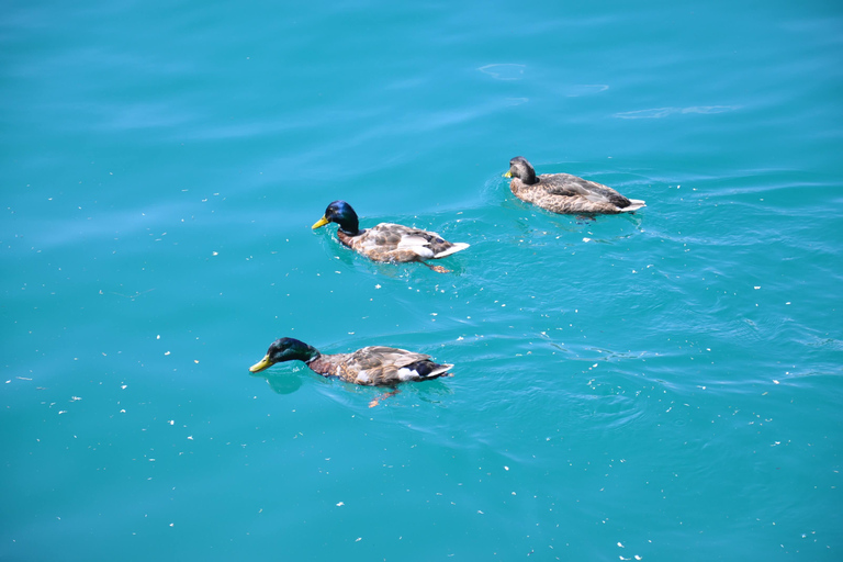 Lubiana: Escursione di un giorno al Lago di Bled e al Parco Nazionale del TriglavLubiana: Escursione di gruppo al Lago di Bled e al Parco Nazionale del Triglav