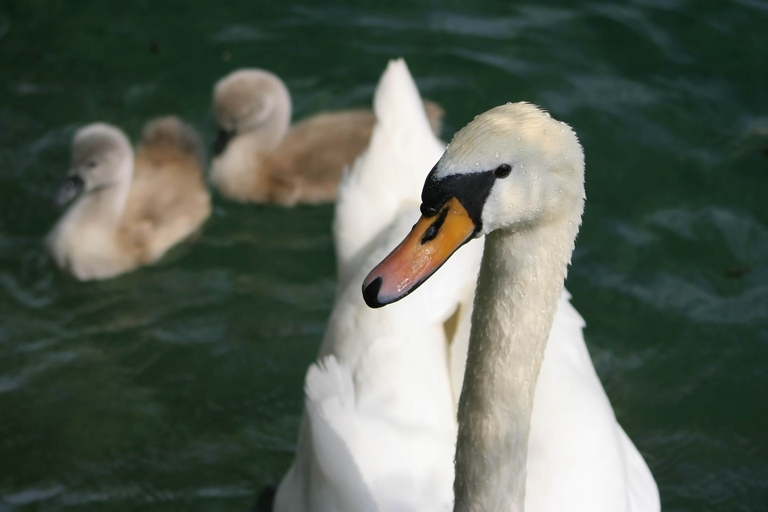 Ljubljana: Heldagsutflykt till Bledsjön och nationalparken TriglavLjubljana: Bledsjön &amp; Triglav nationalpark Grupputflykt