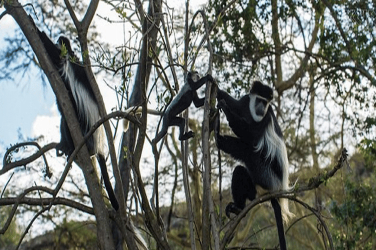 From Addis Ababa: Suba Menagesha Forest Hiking Day Trip