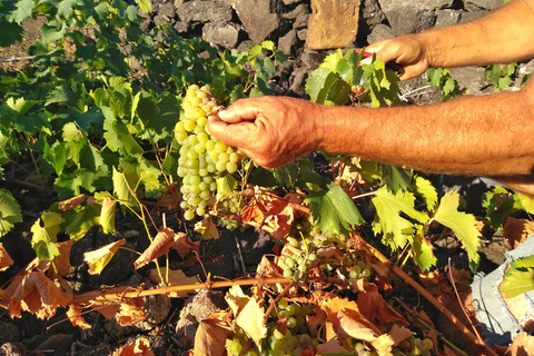 Full Day Wine & Food Tour - Pico Island