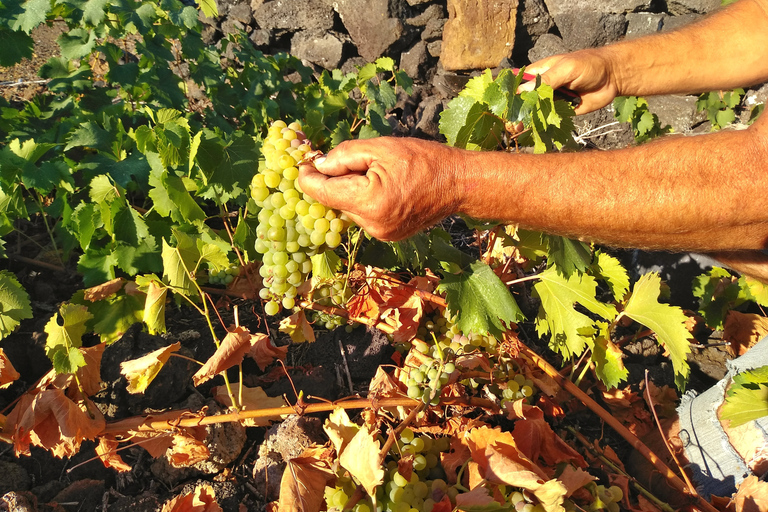 Full Day Wine & Food Tour - Pico Island