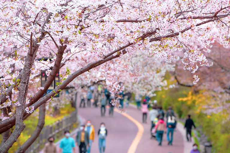 Seoul: Cherry Blossom & Pokpo Waterfall Cafe One Day Tour A. Cherry Blossom Spring Route