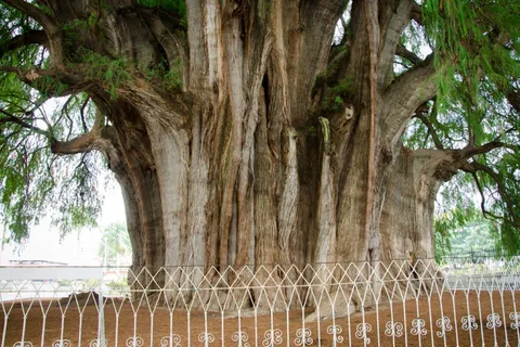 Oaxaca : L'arbre El Tule, le village de Teotitlan et la visite du Mezcal
