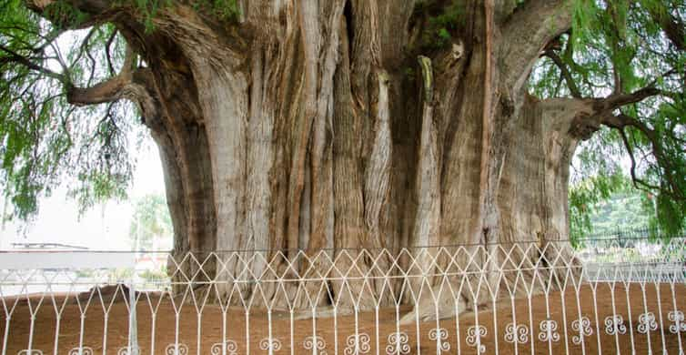 Árbol de Tule, Santa María del Tule - Reserva de entradas y tours ...