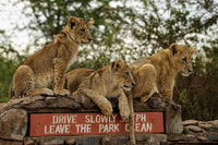 Nairobi, Nationalpark, Baby Elefant, & Giraffe Center Tour - Hizvo