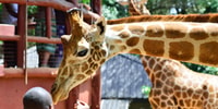 Nairobi, Nationalpark, Baby Elefant, & Giraffe Center Tour - Hizvo