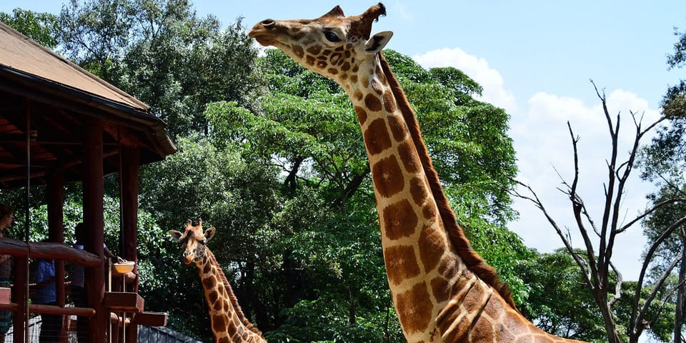 Nairobi, Ulusal Park, Baby Elephant ve Zürafa Merkezi Turu - Hizvo