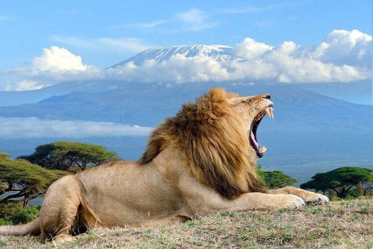 Desde Nairobi: Excursión de un día al Parque Nacional Amboseli.