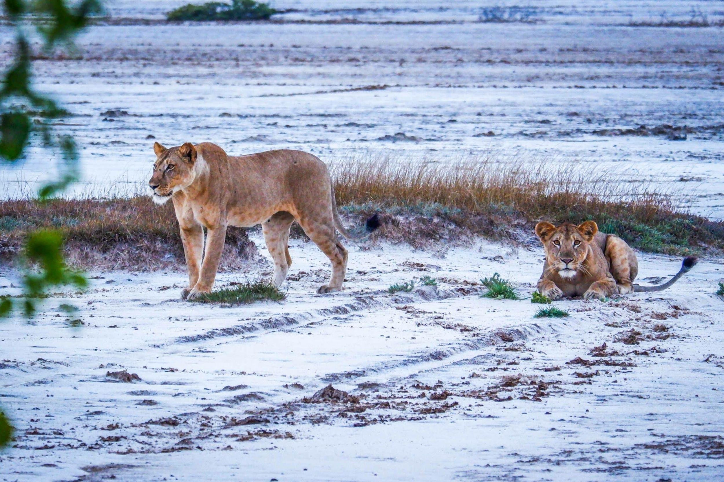 Daressalam: Tagestour zum Saadani-Nationalpark