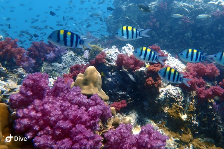 Upptäck dykning i Racha Yai från Phuket