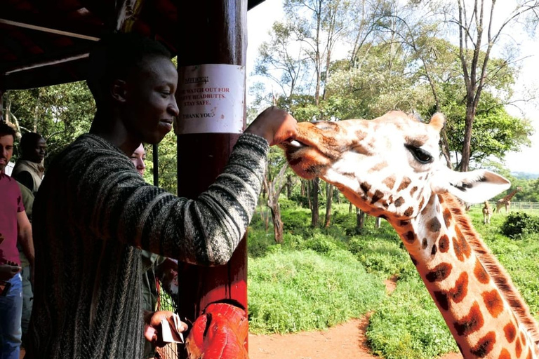 David Sheldrick Wildlife Trust & Giraffe Center with Lunch